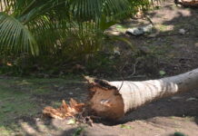 TORNADO-LIKE IMPACT DEEMED A “WET MICRO BURST” INCIDENT, COMPETENT AUTHORITY